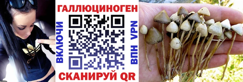 Псилоцибиновые грибы Psilocybe  Купить  Каменногорск 